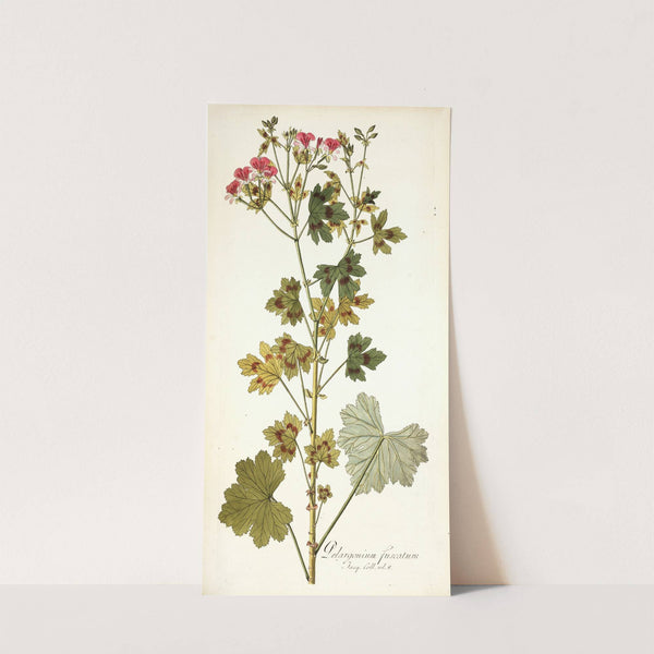 Pelargonium fuscatum by Nikolaus Joseph Freiherr von Jacquin