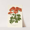 Pelargonium Grandiflorum (1896-1897) by Edward Step