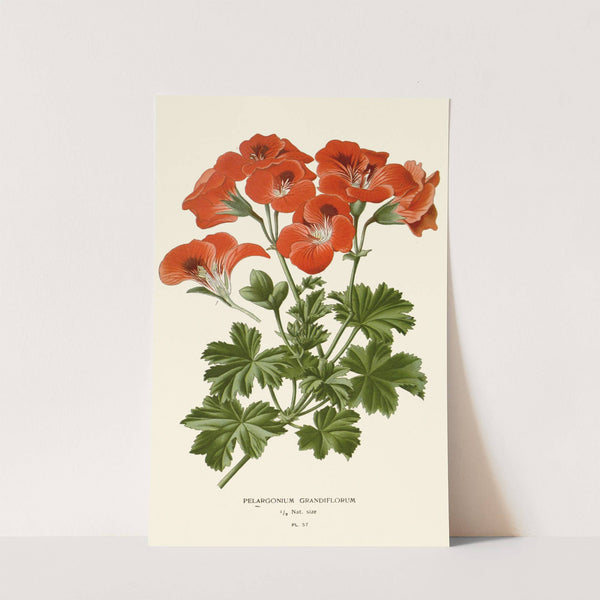 Pelargonium Grandiflorum (1896-1897) by Edward Step