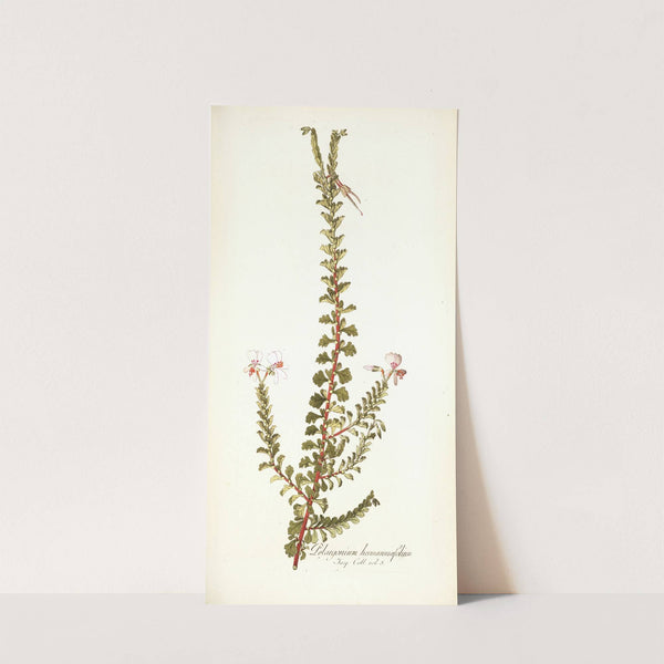 Pelargonium hermanniaefolium by Nikolaus Joseph Freiherr von Jacquin