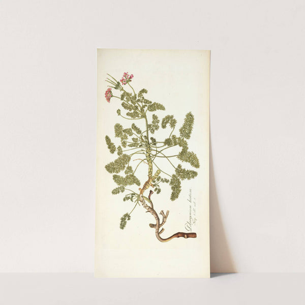 Pelargonium hirtum by Nikolaus Joseph Freiherr von Jacquin