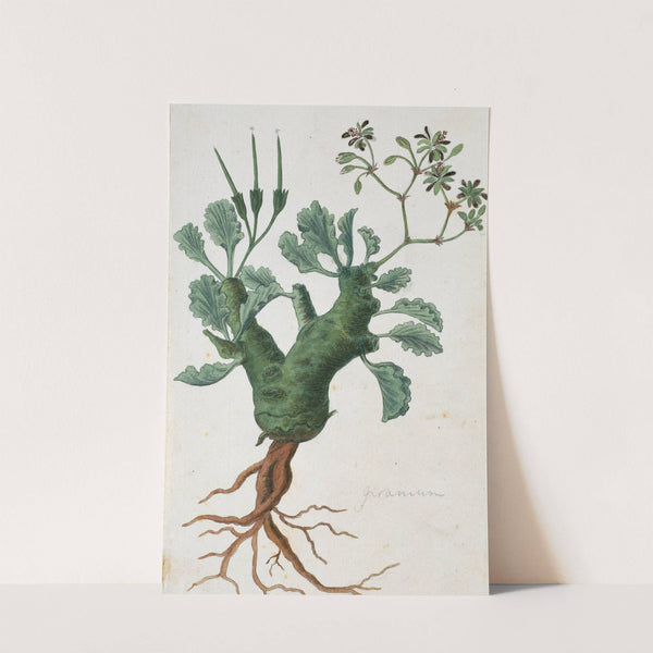 Pelargonium klinghardtense Knuth by Robert Jacob Gordon