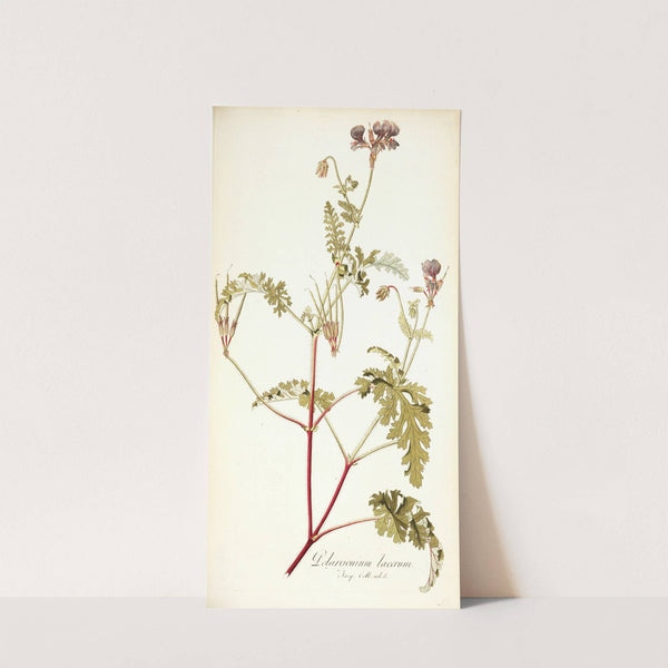 Pelargonium lacerum by Nikolaus Joseph Freiherr von Jacquin