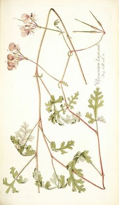 Pelargonium longicaule