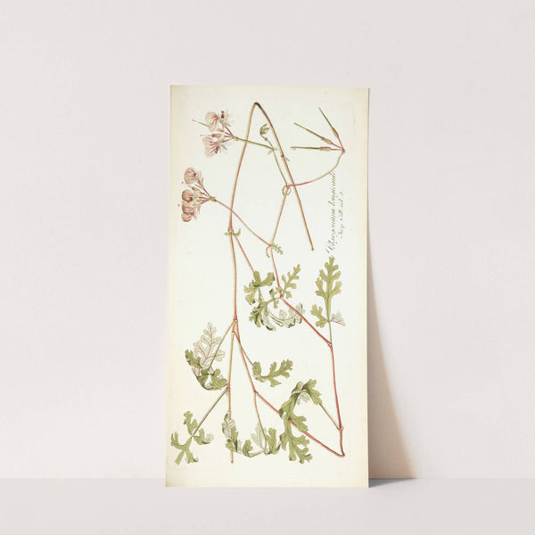 Pelargonium longicaule by Nikolaus Joseph Freiherr von Jacquin