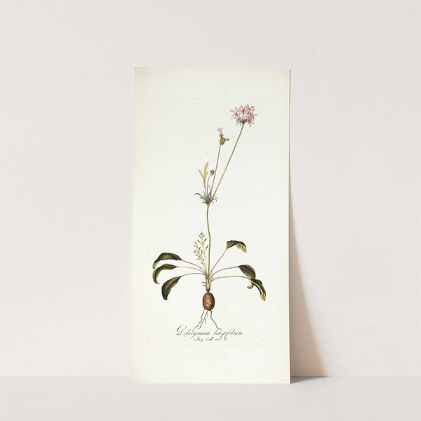 Pelargonium longifolium by Nikolaus Joseph Freiherr von Jacquin