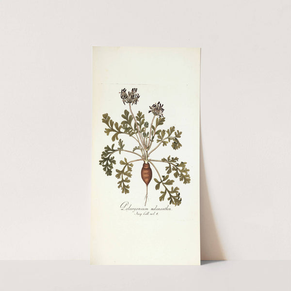 Pelargonium melananthon by Nikolaus Joseph Freiherr von Jacquin