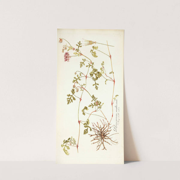 Pelargonium multicaule by Nikolaus Joseph Freiherr von Jacquin