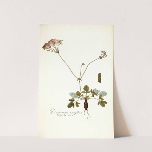 Pelargonium nervifolium by Nikolaus Joseph Freiherr von Jacquin