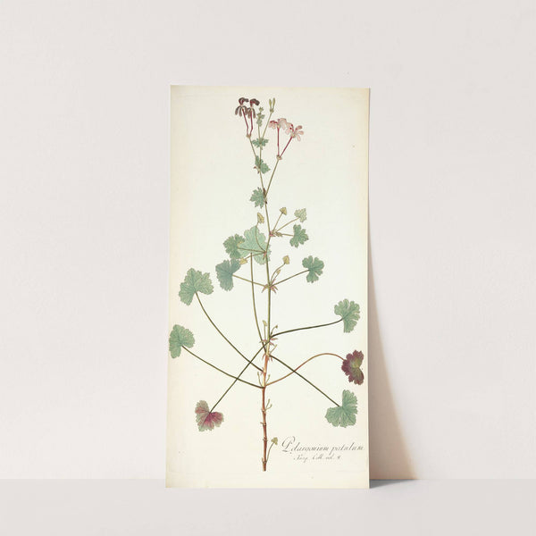 Pelargonium patulum by Nikolaus Joseph Freiherr von Jacquin