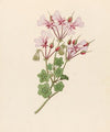 Pelargonium peltatum