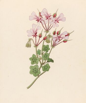 Pelargonium peltatum