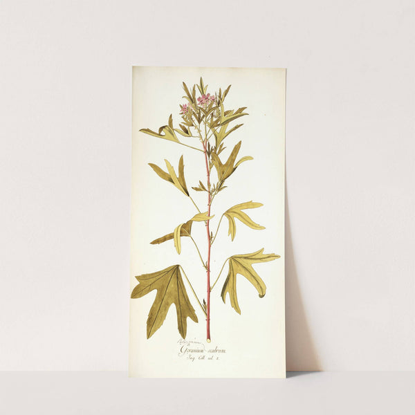 Pelargonium scabrum by Nikolaus Joseph Freiherr von Jacquin