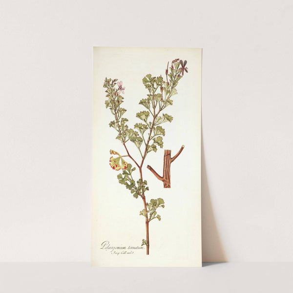 Pelargonium ternatum by Nikolaus Joseph Freiherr von Jacquin