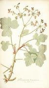 Pelargonium tomentosum