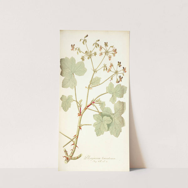 Pelargonium tomentosum by Nikolaus Joseph Freiherr von Jacquin