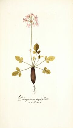 Pelargonium triphyllum