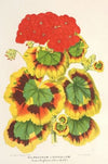 Pelargonium zonale, var. Lady Collum