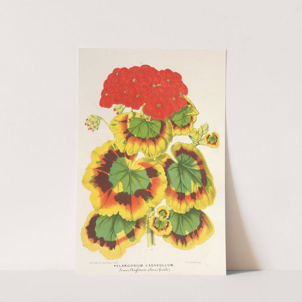 Pelargonium zonale, var. Lady Collum by Charles Antoine Lemaire