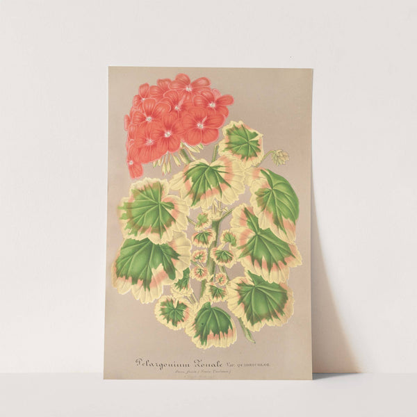 Pelargonium zonale, var. quadricolor by Charles Antoine Lemaire