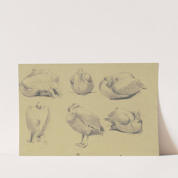 Pelicans by Wilhelm Gentz