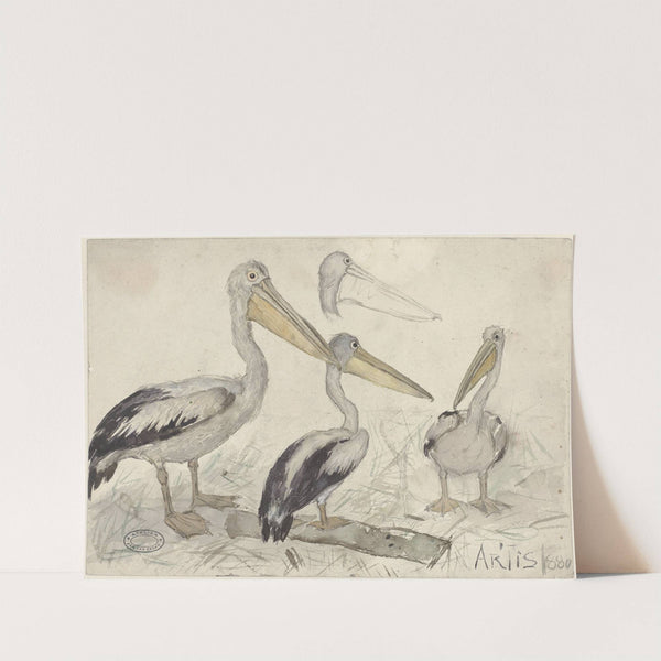 Pelicans in Artis Zoo by Jan van Essen