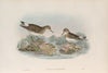 Pelinda Bonapartei. Bonaparte’s Sandpiper. (1862-1873)