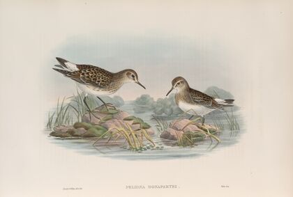 Pelinda Bonapartei. Bonaparte’s Sandpiper. (1862-1873)