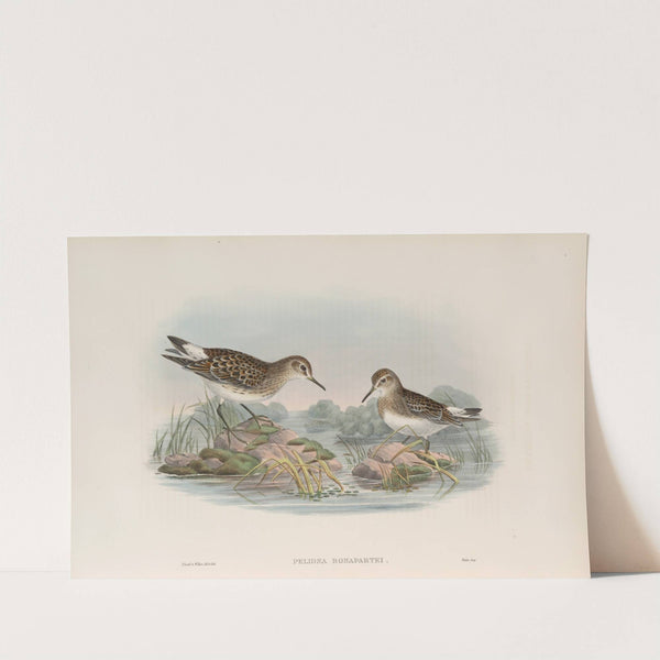 Pelinda Bonapartei. Bonaparte’s Sandpiper. (1862-1873) by John Gould