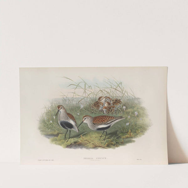 Pelinda cinclus. (Summer plumage). Dunlin (summer plumage). (1862-1873) by John Gould