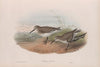 Pelinda cinclus. (Winter plumage). Dunlin (winter plumage). (1862-1873)