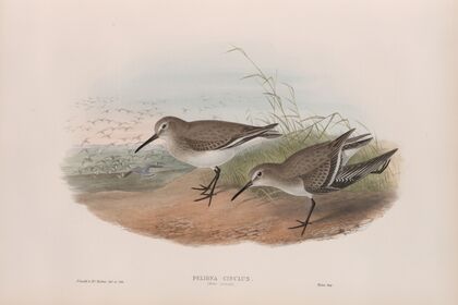 Pelinda cinclus. (Winter plumage). Dunlin (winter plumage). (1862-1873)