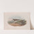 Pelinda cinclus. (Winter plumage). Dunlin (winter plumage). (1862-1873) by John Gould