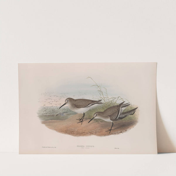 Pelinda cinclus. (Winter plumage). Dunlin (winter plumage). (1862-1873) by John Gould