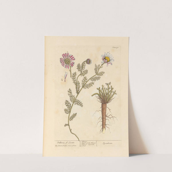 Pellitory of Spain (1739) by Elizabeth Blackwell
