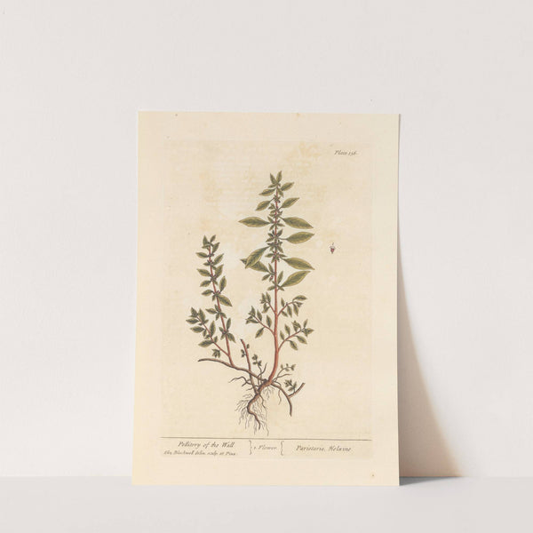 Pellitory of the wall (1739) by Elizabeth Blackwell