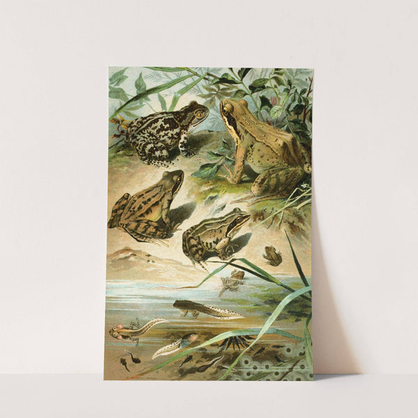 Pelobates fuscus, Rana agilis, Rana arvalis, Rana muta by Bruno Dürigen