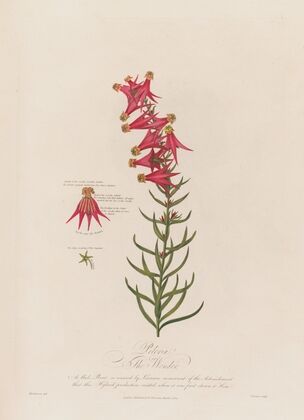 Peloria or The Wonder (1799–1810)