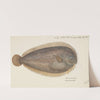 Peltorhamphus novaezeelandiae (NZ) : New Zealand sole by Frank Edward Clarke
