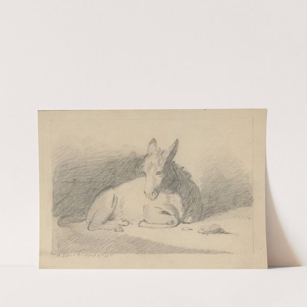 Pencil exercise, no. 5 - donkey by Richard Sanger Smith