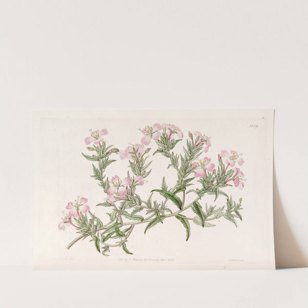 Pencilled Evening Primrose (1815-1819) by Sydenham Edwards