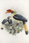 Penelopides affinis