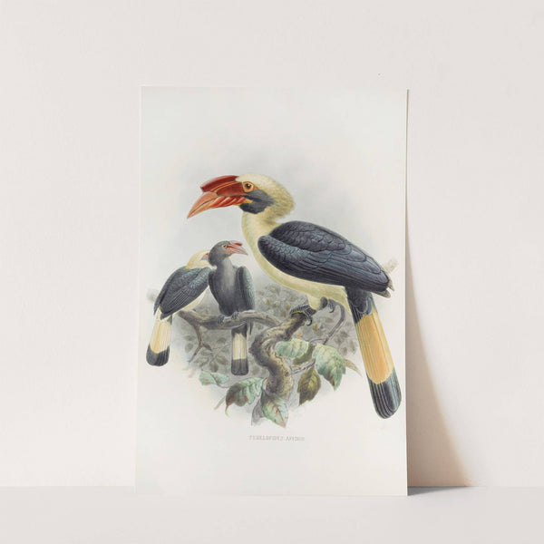 Penelopides affinis by Daniel Giraud Elliot