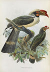 Penelopides manillae