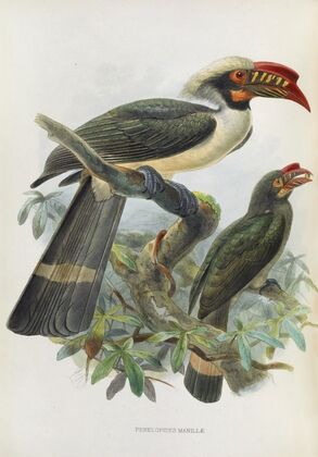 Penelopides manillae