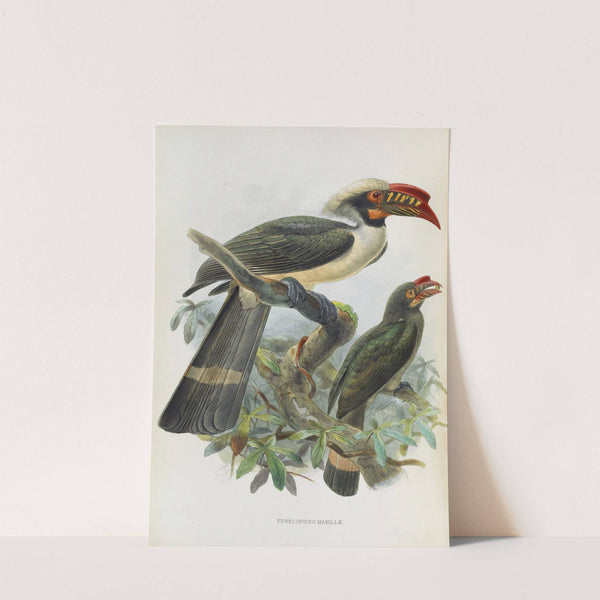 Penelopides manillae by Daniel Giraud Elliot