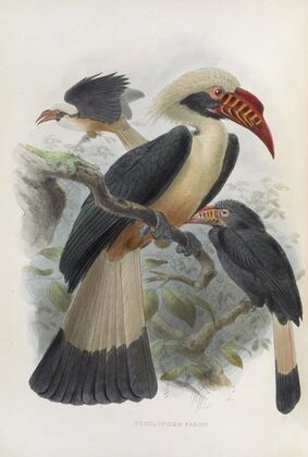 Penelopides panini