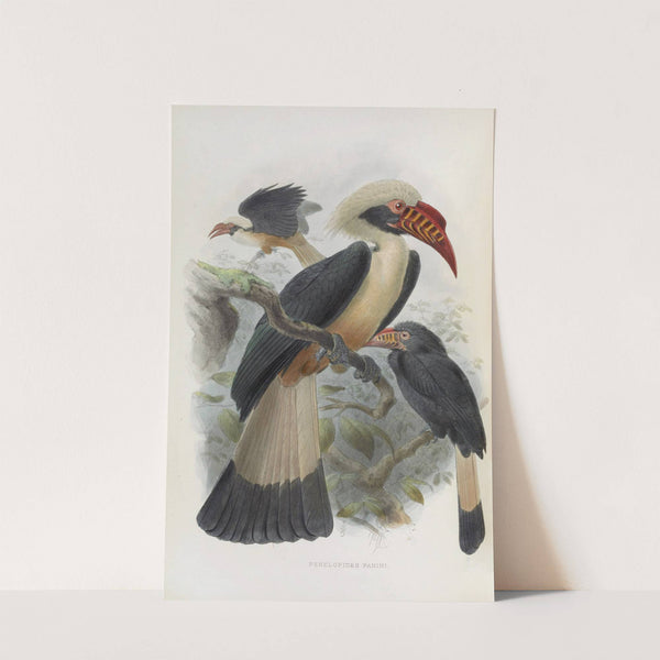 Penelopides panini by Daniel Giraud Elliot