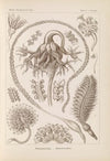 Pennatulida. – Federkorallen