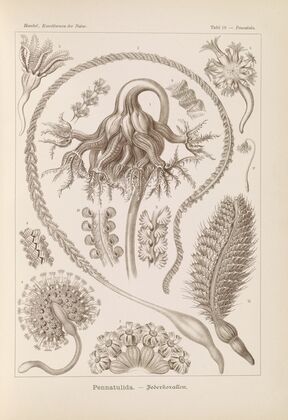 Pennatulida. – Federkorallen